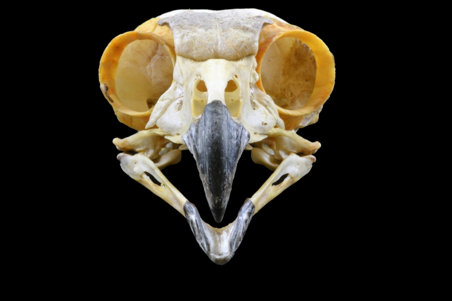 Great Horn Owl Skull.jpg | Zoology, Division of Birds